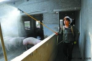 國務(wù)院派員督察瘦肉精 河南沁陽清查被指走過場