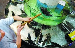 郭林飯店被爆死魚替活魚掉包計(jì)成飯館潛規(guī)則