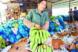 點圖查看下一頁 海南香蕉跌至2毛一斤賤過白菜農戶用香蕉喂豬(4)