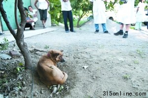 北京順義村莊家狗遭蜱蟲叮咬將對相關區域消殺