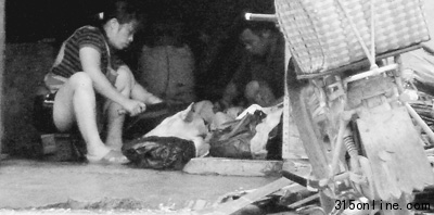 暗訪私宰肉怎樣流向餐桌:病死豬夾雜其中(圖)