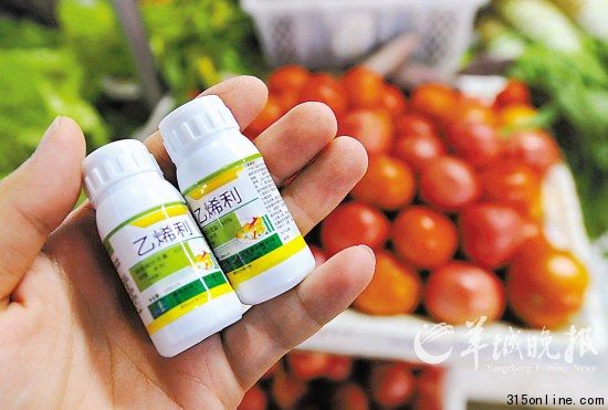 “乙烯利”植物生長調(diào)節(jié)劑可在農(nóng)資市場隨便買到 新華社 發(fā)