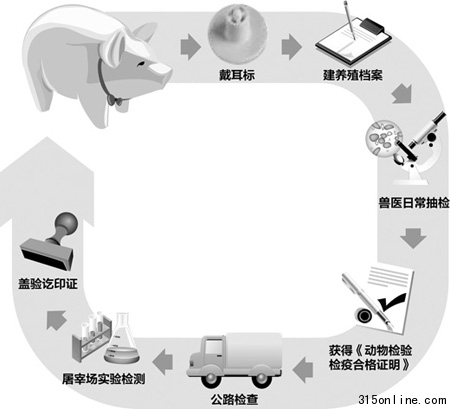 記者還原豬肉生產全過程:怎么飼養如何檢疫