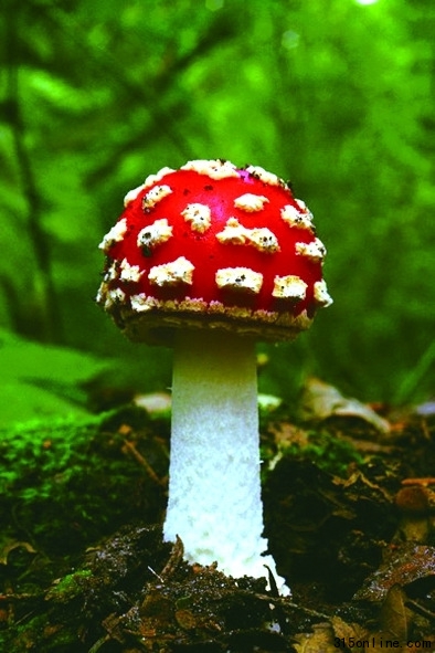 菜農出售自采野蘑菇被阻拿回家自己吃毒死孫子