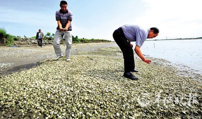 廣東近海生態破壞嚴重多種海產品重金屬超標