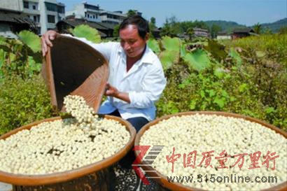 福建寧化縣的蓮農(nóng)正在曬蓮子 福建寧化縣的蓮農(nóng)正在曬蓮子