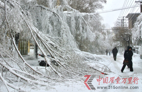 大雪把道路兩旁的樹(shù)木壓折了。包洪生攝 大雪把道路兩旁的樹(shù)木壓折了。包洪生攝