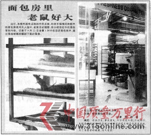■1999年9月24日,重慶晚報第3版關于家樂福面包房耗子猖獗,面包被污染的報道《面包房里老鼠好大》。(資料圖)重慶晚報記者 陸綱 攝