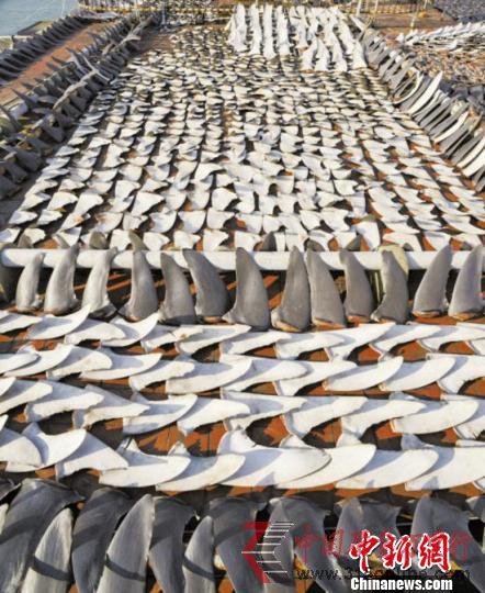 浙江市場1/3干魚翅鎘超標中間商獲利數(shù)十倍